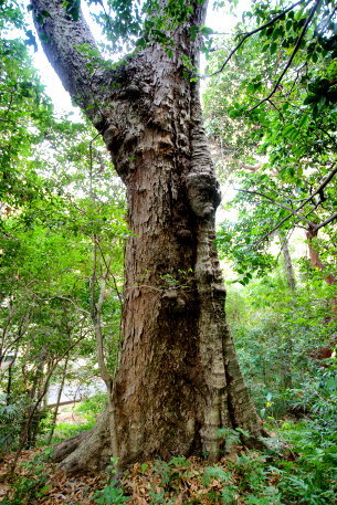 一ノ瀬神社のムクロジ