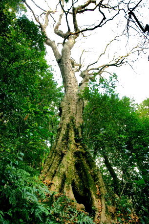 一ノ瀬神社のムクロジ