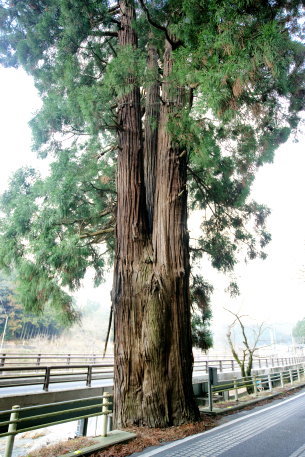 天川神社のスギ