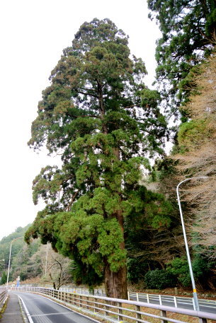 天川神社のスギ