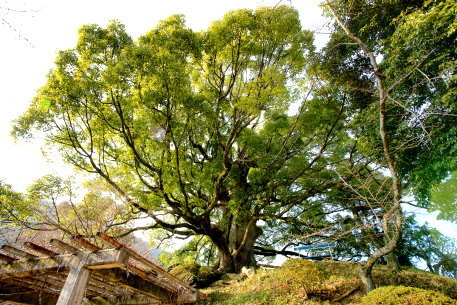 金刀比羅宮のクスノキ