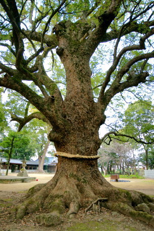 葛原正八幡神社のクスノキ