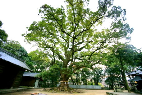 葛原正八幡神社のクスノキ
