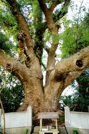 野都合神社のクスノキ