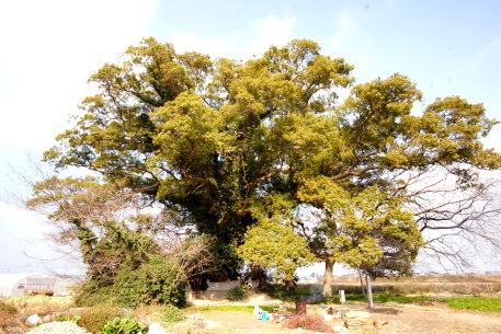 野都合神社のクスノキ