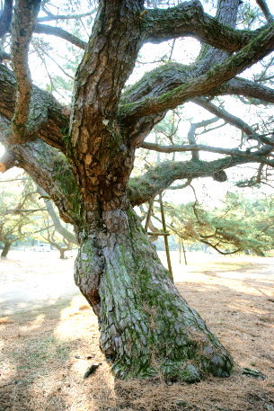 琴弾公園の松　No1