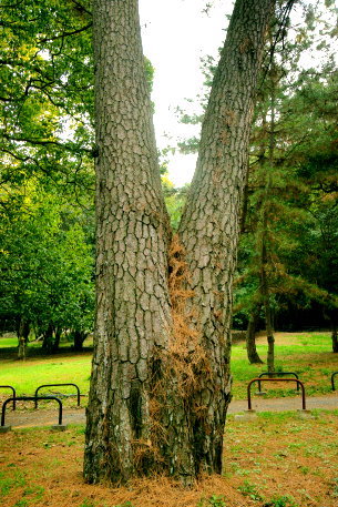 琴弾公園の松　No2