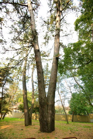 琴弾公園の松　No2