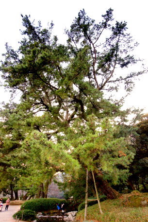 栗林公園のアカマツ