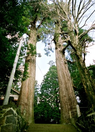 吉部八幡宮のスギ