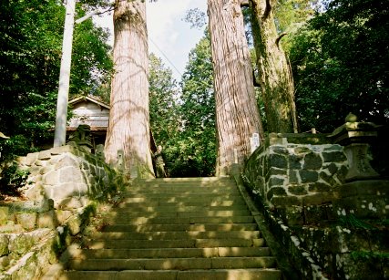 吉部八幡宮のスギ