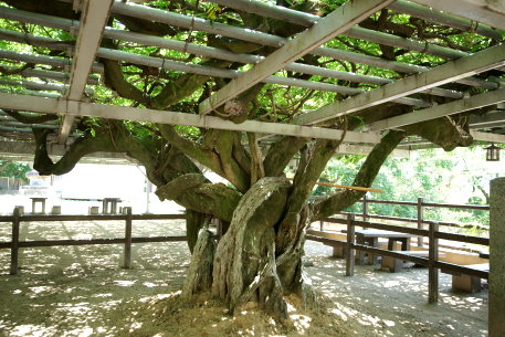 福童の将軍フジ