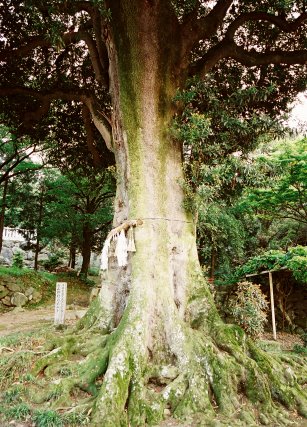 村山神社のホルトノキ