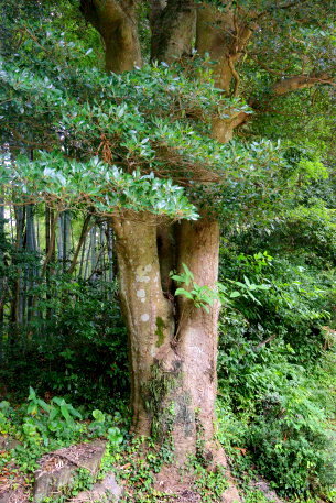 本覚寺のモッコク