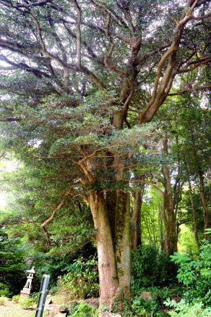 本覚寺のモッコク