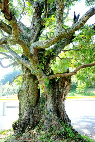 銭屋のハゼノキ