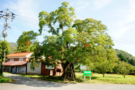 銭屋のハゼノキ