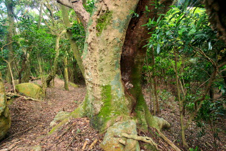 川棚三恵寺のモッコク