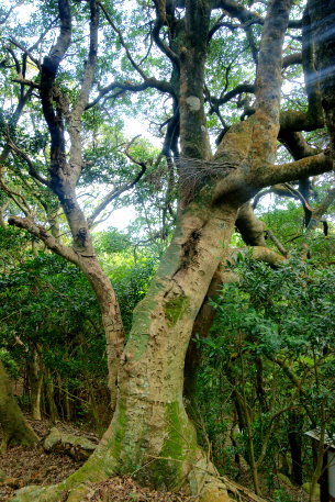 川棚三恵寺のモッコク