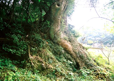 松尾神社の大楠