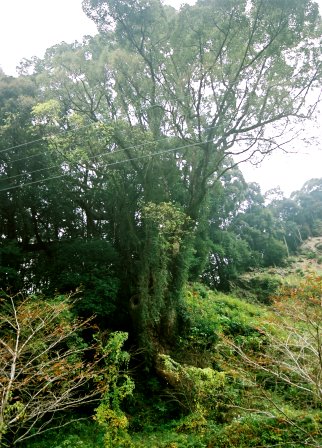 松尾神社の大楠