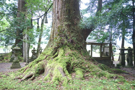 春日神社の大杉　No1