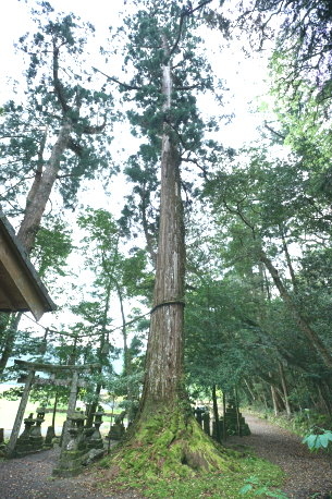春日神社の大杉　No1