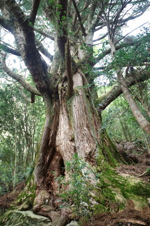 段ノ谷山の仁王杉