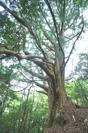 段ノ谷山の仁王杉