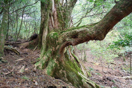 段ノ谷山の姉妹杉