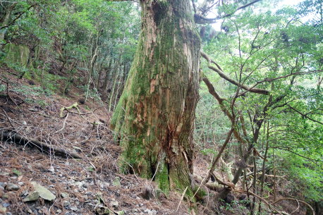 段ノ谷山の大魔王杉