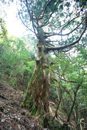 段ノ谷山の大魔王杉