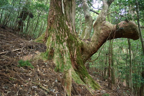 段ノ谷山の仙人杉