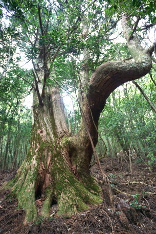 段ノ谷山の仙人杉