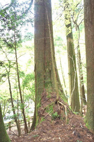 千本山橋の大杉