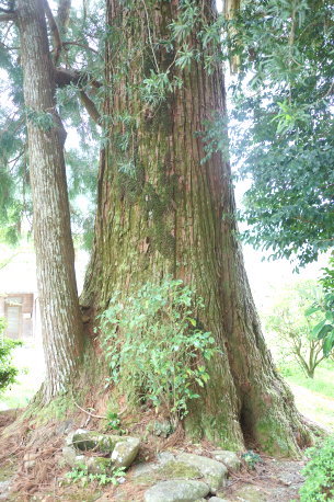 観音堂の夫婦杉