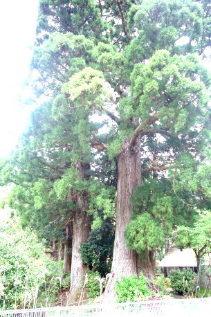 観音堂の夫婦杉