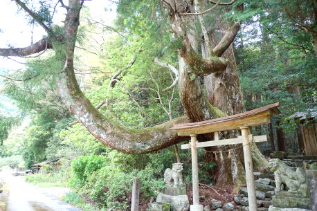 十二所神社のスギ