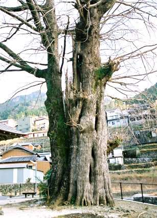 長者の大イチョウ