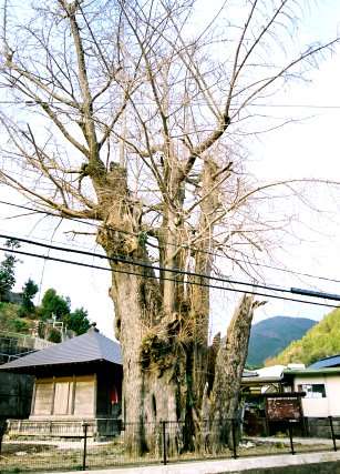 長者の大イチョウ