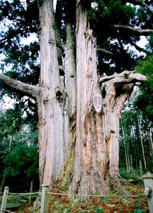 平川の大スギ