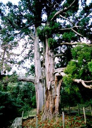 平川の大スギ