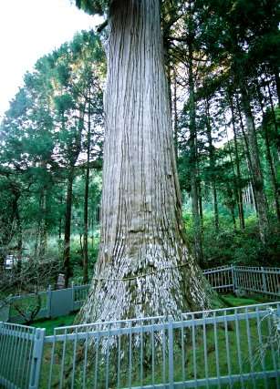 天神の大杉