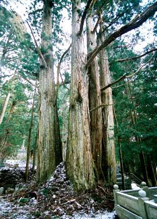 奥の院大杉林 No1