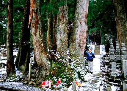 奥の院大杉林 No2