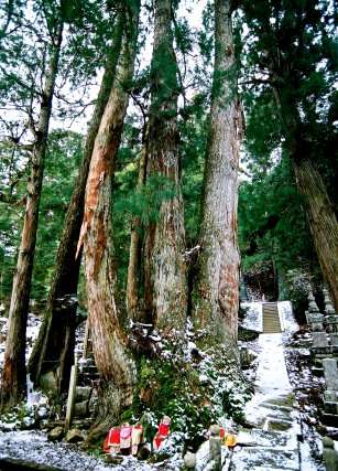 奥の院大杉林 No2