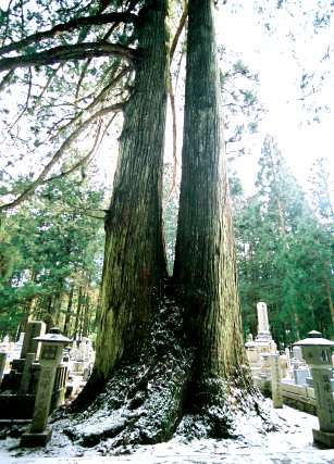 奥の院大杉林 No3