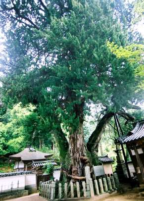 法雲寺のビャクシン