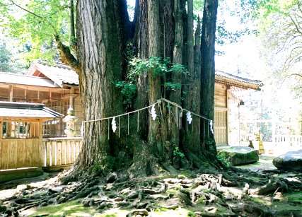 倉田八幡宮のイチョウ