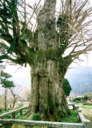 妙見社の大イチョウ